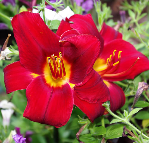 Hemerocallis Red Select